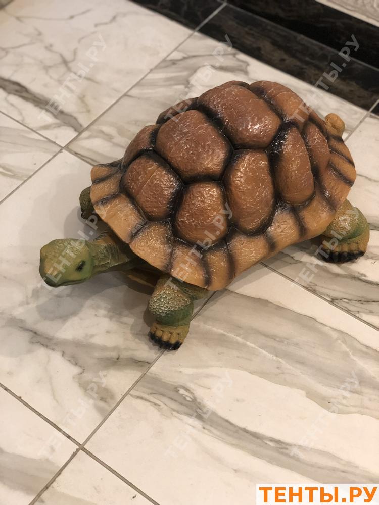 Черепаха тортилла фото из мультика